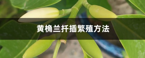 黄桷兰扦插繁殖方法