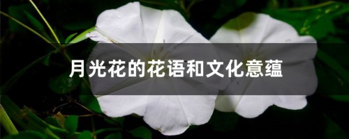 月光花的花语和文化意蕴