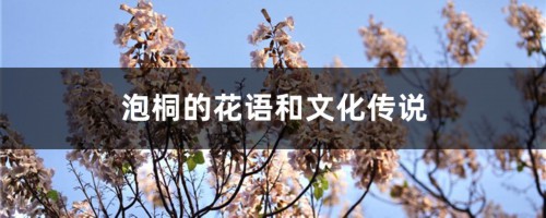 泡桐的花语和文化传说