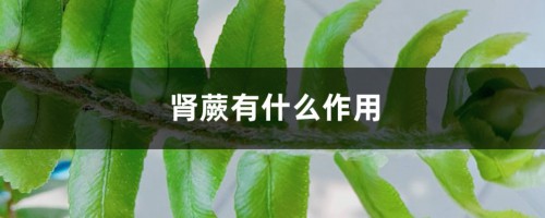 肾蕨有什么作用