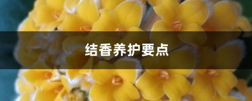 结香养护要点