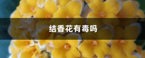 结香花有毒吗