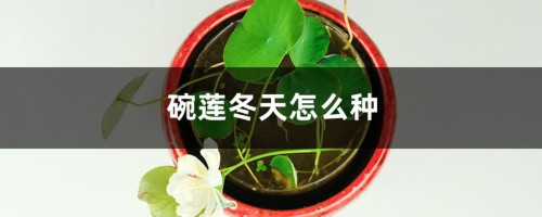 碗莲冬天怎么种