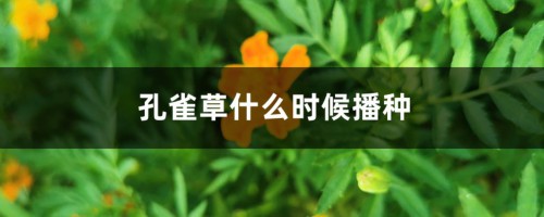 孔雀草什么时候播种，种植距离是多少