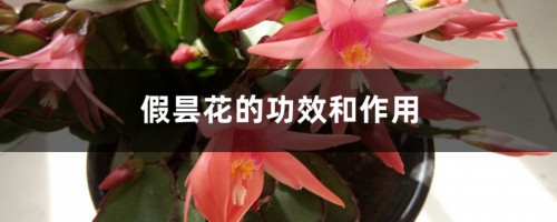 假昙花的功效和作用