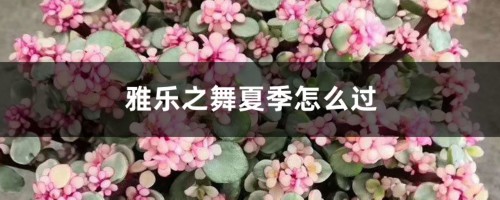 雅乐之舞夏季怎么过