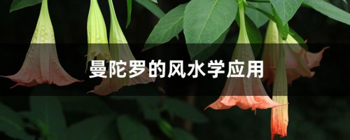 曼陀罗的风水学应用