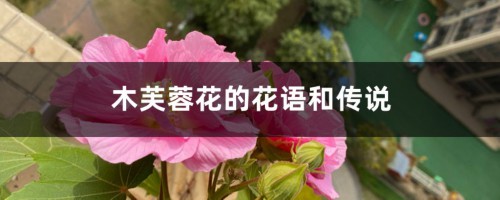 木芙蓉花的花语和传说