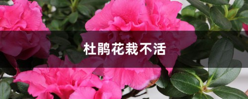 杜鹃花栽不活，杜鹃花要怎么种才能活