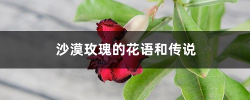 沙漠玫瑰的花语和传说