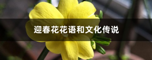 迎春花花语和文化传说