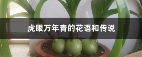 虎眼万年青的花语和传说