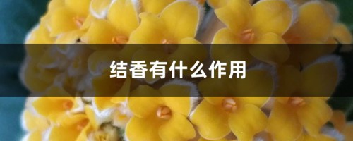 结香有什么作用