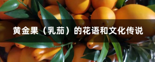 黄金果（乳茄）的花语和文化传说