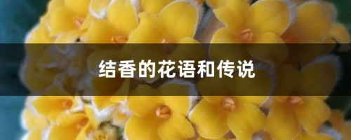 结香的花语和传说