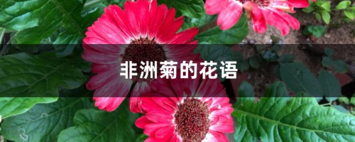 非洲菊的花语