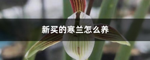 新买的寒兰怎么养