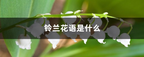 铃兰花语是什么