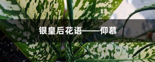 银皇后花语——仰慕