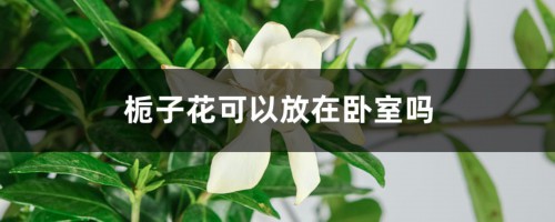 栀子花可以放在卧室吗