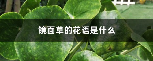 镜面草的花语是什么