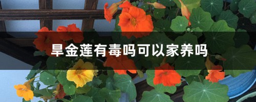 旱金莲有毒吗可以家养吗