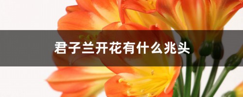 君子兰开花有什么兆头