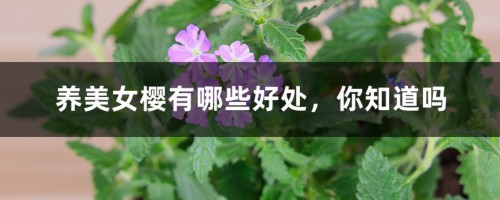 养美女樱有哪些好处，你知道吗