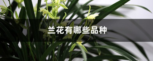 兰花品种大全