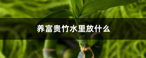 养富贵竹水里放什么，冷开水可以养富贵竹吗