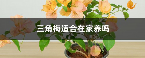 三角梅适合在家养吗