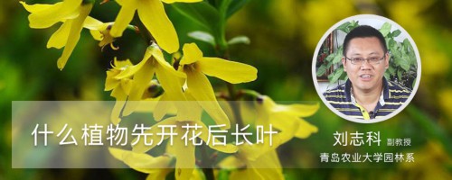 什么植物先开花后长叶