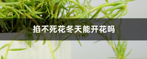 掐不死花冬天能开花吗