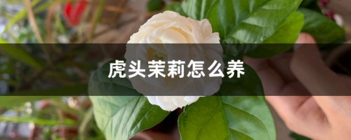 虎头茉莉怎么养