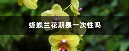 蝴蝶兰花期是一次性吗