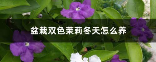 盆栽双色茉莉冬天怎么养