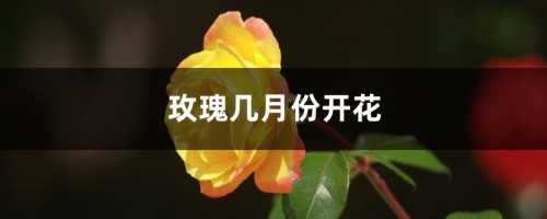 玫瑰几月份开花