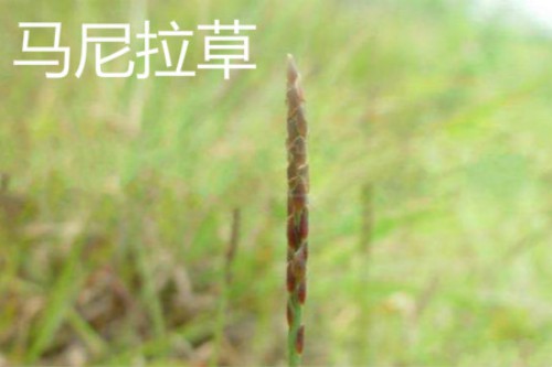 马尼拉草