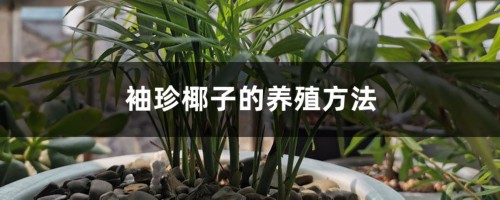 袖珍椰子的养殖方法