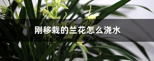 刚移栽的兰花怎么浇水