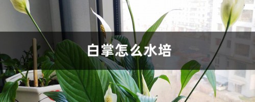 白掌怎么水培