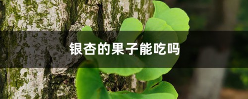 银杏的果子能吃吗，怎么吃