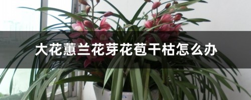 大花蕙兰花芽花苞干枯怎么办，花苞期怎么养护