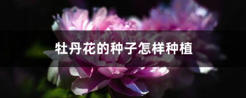 牡丹花的种子怎样种植