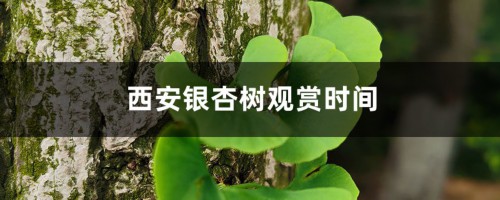 西安银杏树在哪里看，观赏时间是几月份