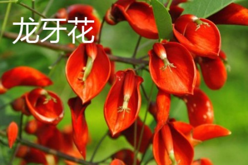 龙牙花