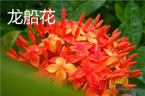 龙船花