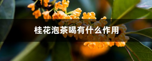 桂花泡茶喝有什么作用，桂花泡茶的做法