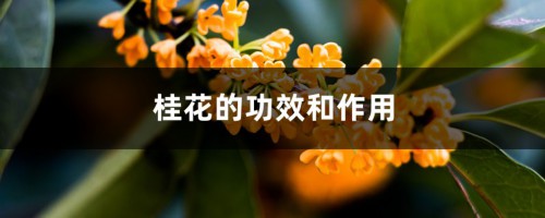 桂花的功效和作用，桂花泡茶怎么制作