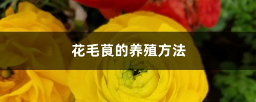 花毛茛的养殖方法